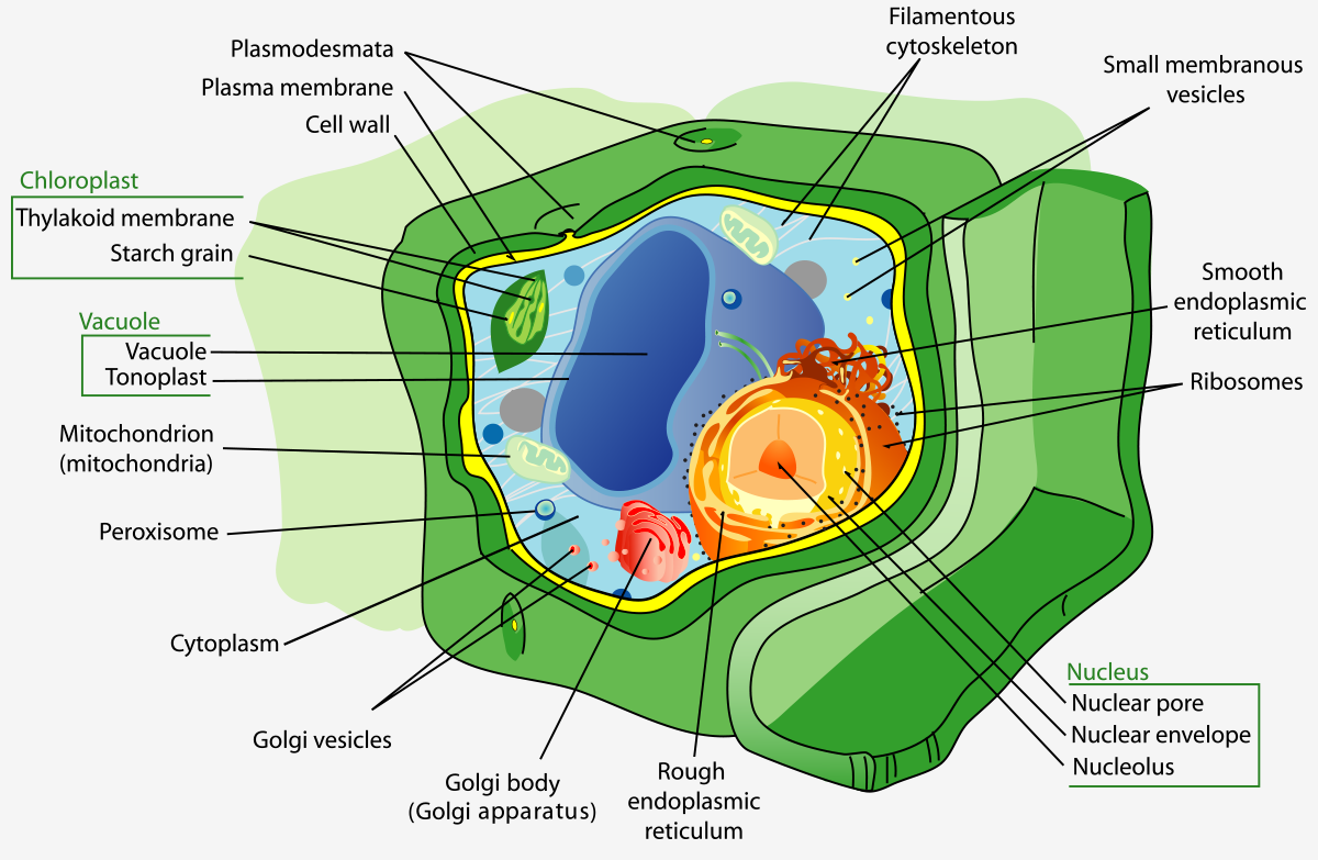 diagram of a plant cell strucyure